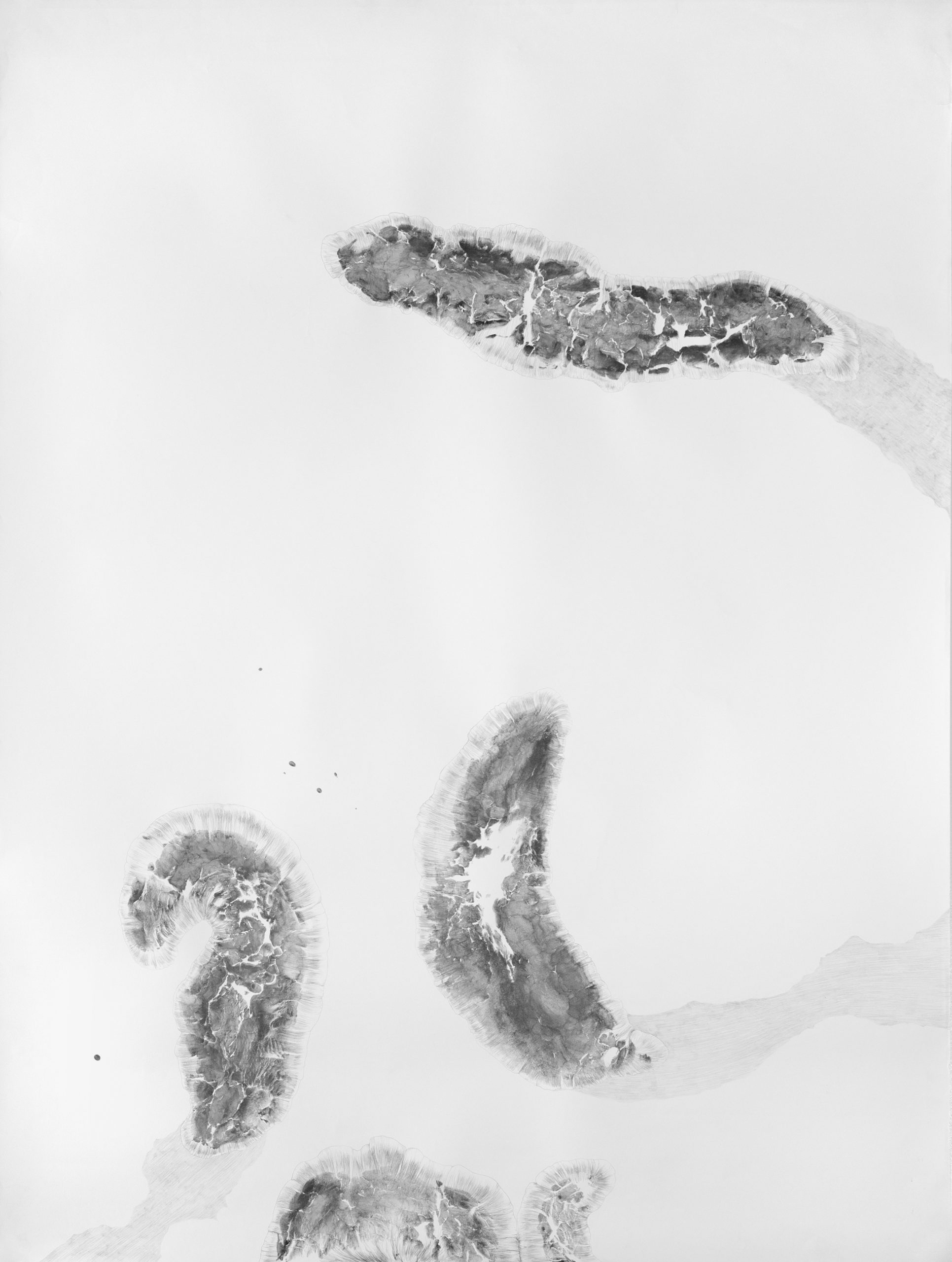 https://www.nicoleschuck.de/wp-content/uploads/2025/08/04_Mollusken_Zeichng_NSchuck-scaled.jpg