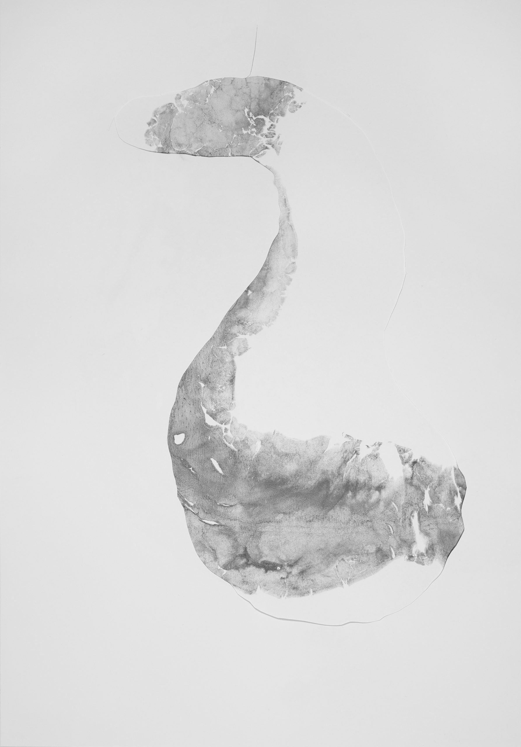 https://www.nicoleschuck.de/wp-content/uploads/2025/08/05_cutout_Moluske_NSchuck25-scaled.jpg