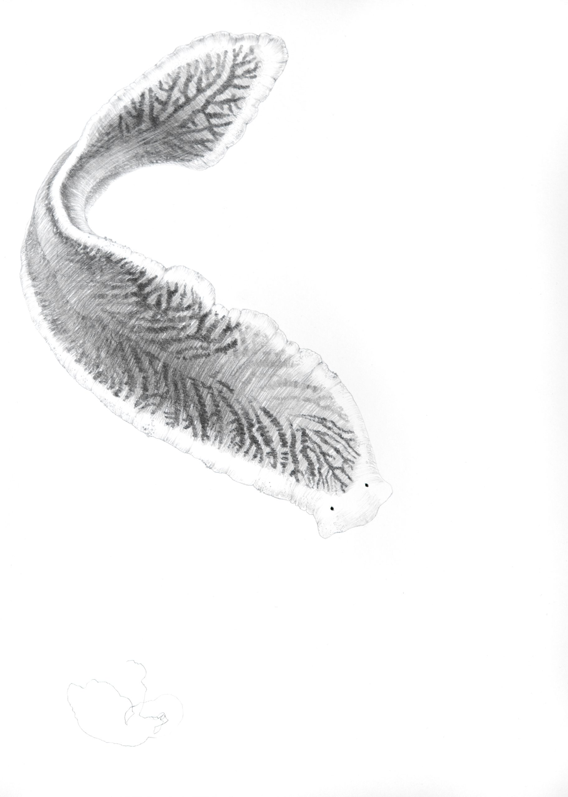 https://www.nicoleschuck.de/wp-content/uploads/2025/08/08_Strudelwurm_Zeichng_NSchuck25_neu-scaled.jpg
