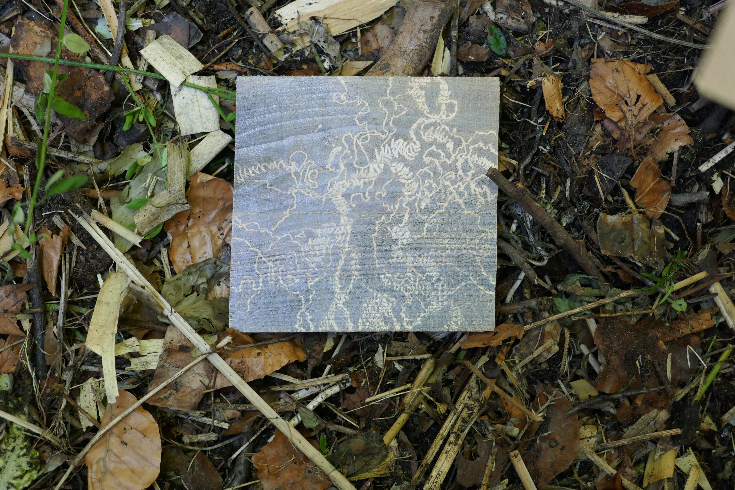 https://www.nicoleschuck.de/wp-content/uploads/2025/08/13_Eroeffnung_Frassspurenzeichng_Grafit_NSchuck25-scaled.jpg