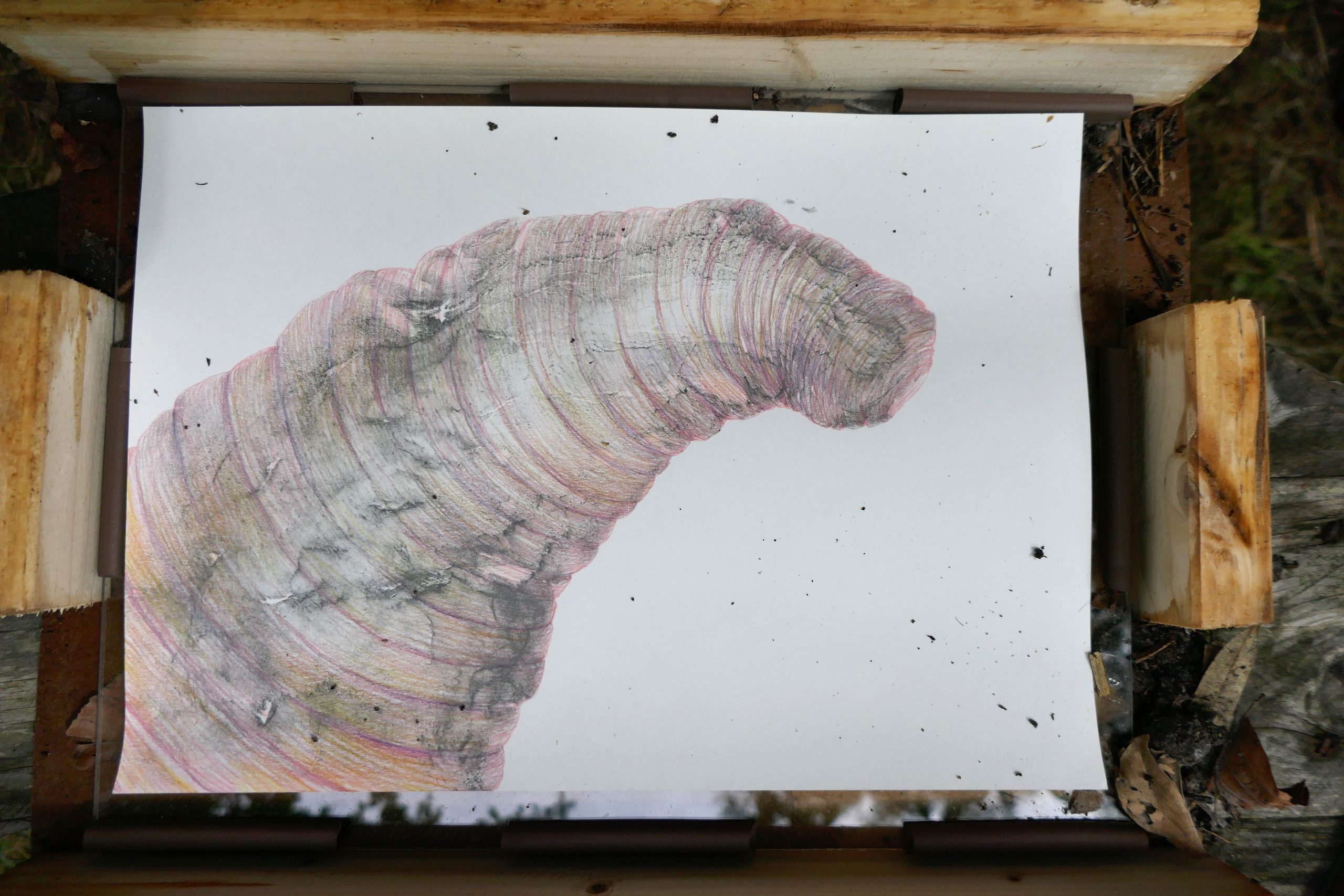 https://www.nicoleschuck.de/wp-content/uploads/2025/08/31_Ausgraben1_Zersetzer_Regenwurmzeichng_NSchuck25-scaled.jpg